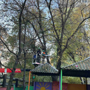 Curățarea copacilor de pe teritoriul Grădiniței nr. 210 din sectorul Centru